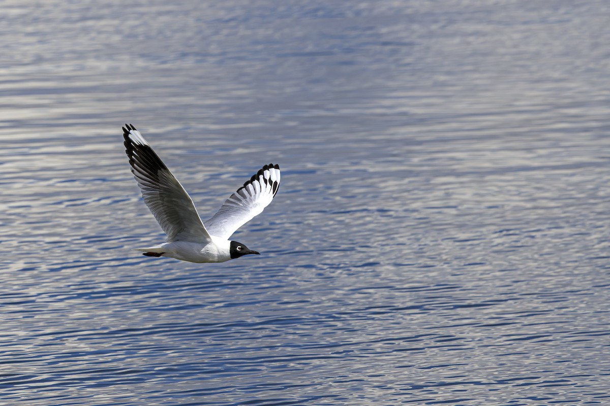 Andean Gull - ML644381379
