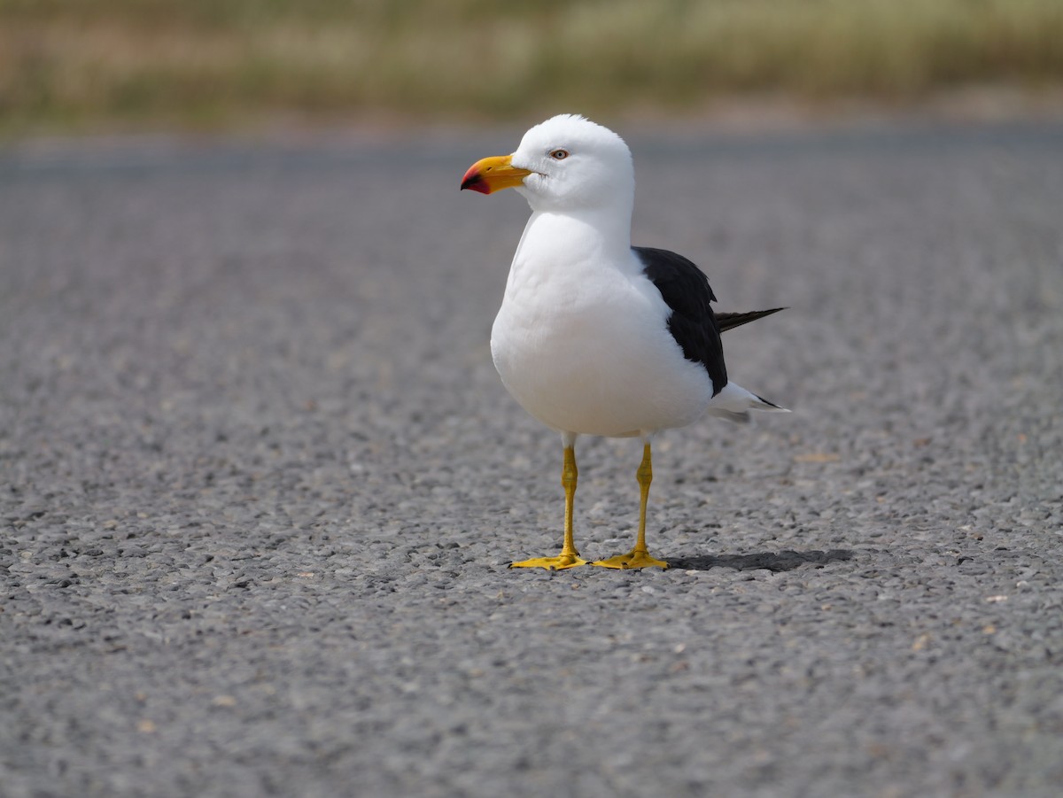 Pacific Gull - ML644381396