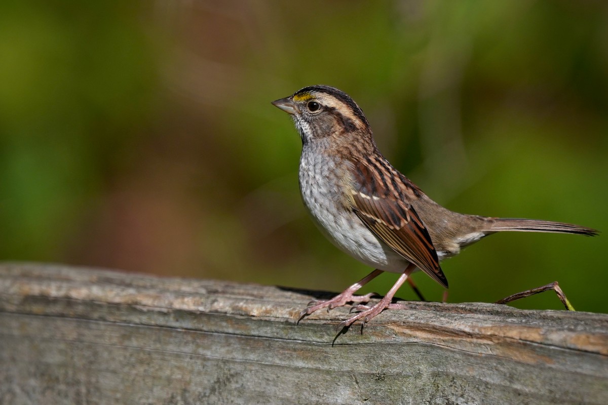 גיבתונית לבנת-גרון - ML644381416