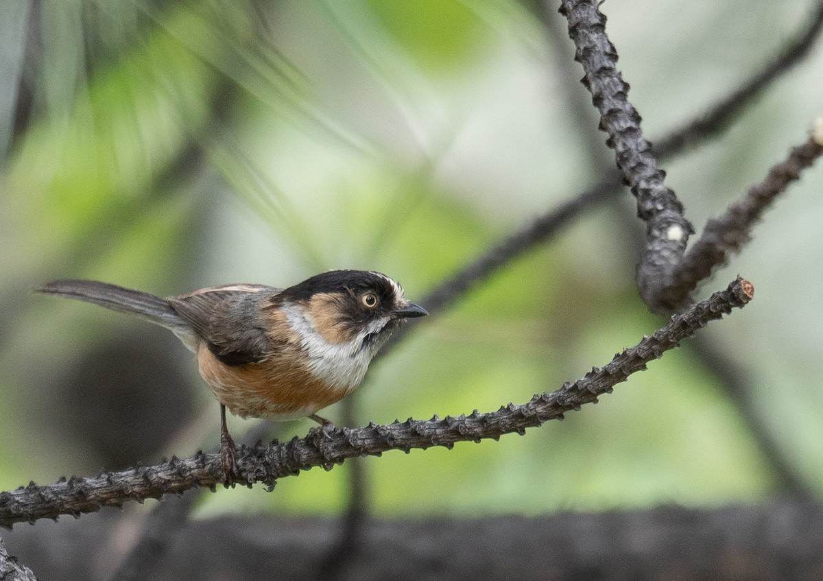 ruststjertmeis - ML644381420