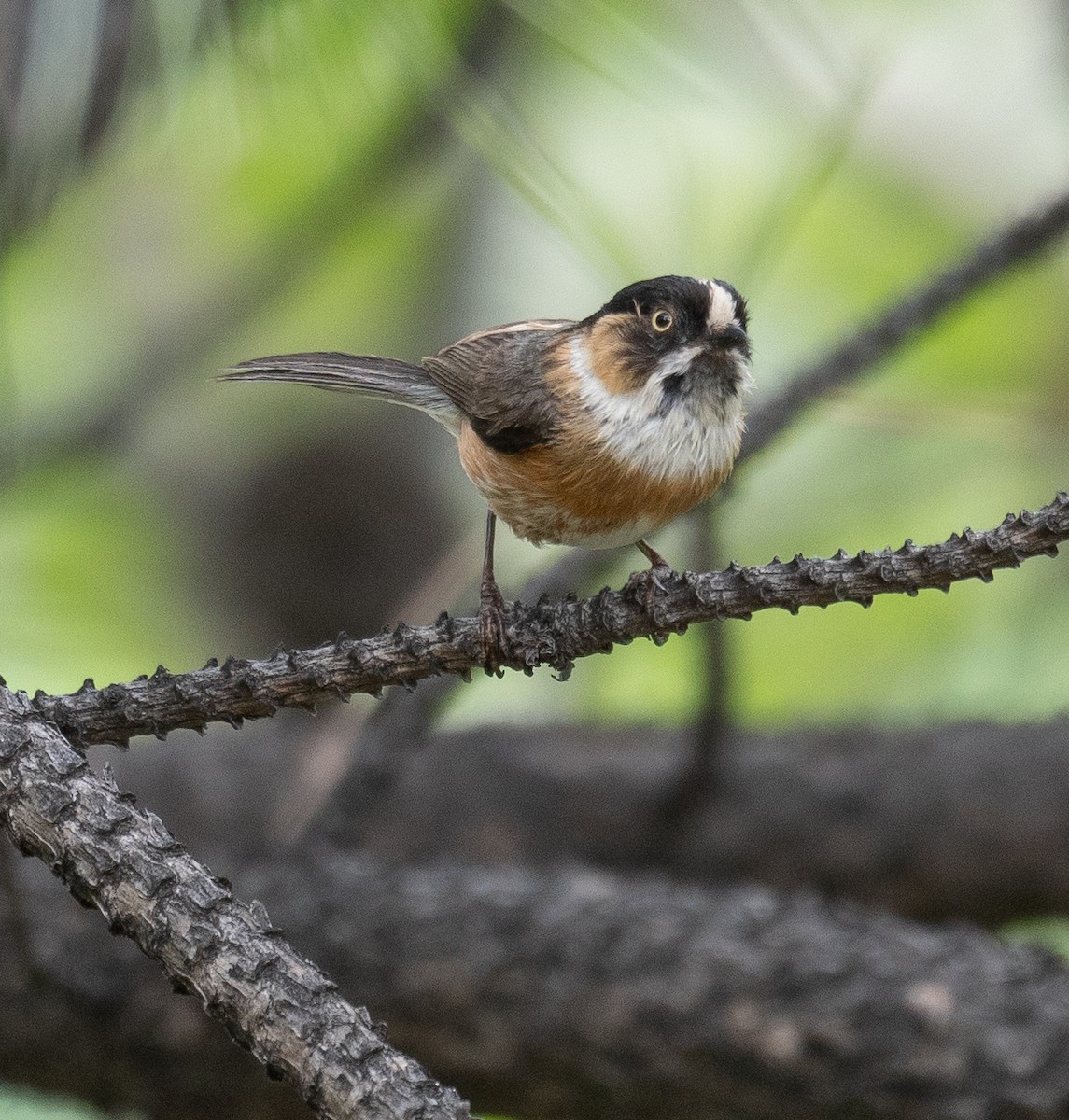 ruststjertmeis - ML644381421