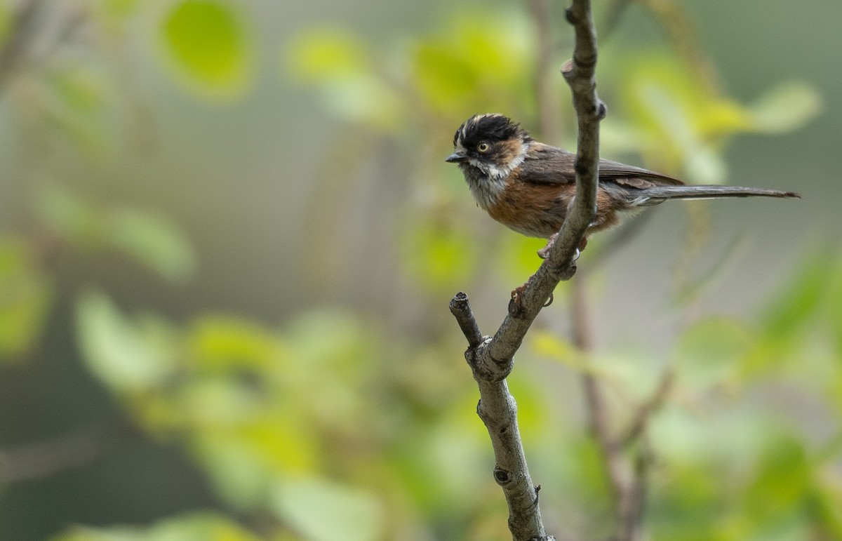 ruststjertmeis - ML644381422