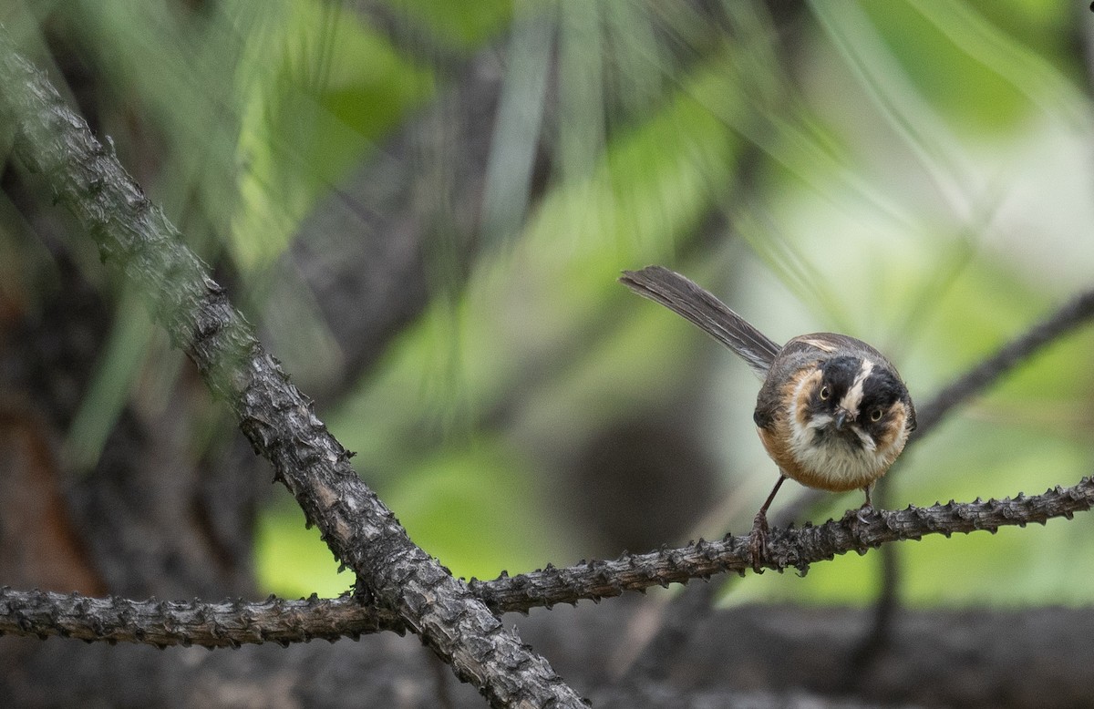 ruststjertmeis - ML644381423