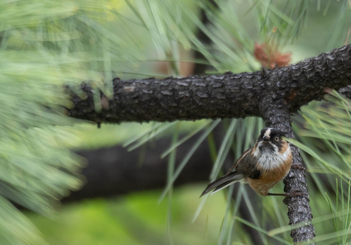 ruststjertmeis - ML644381424