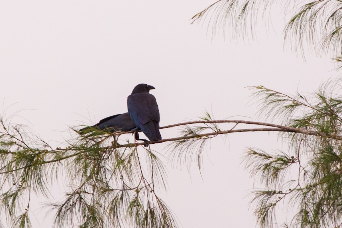 Torresian Crow - ML644381430