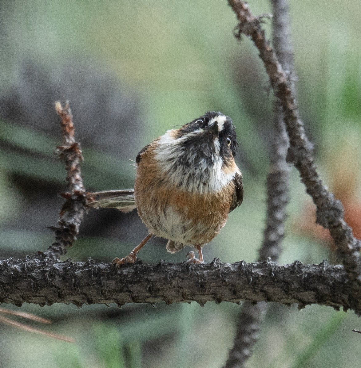 ruststjertmeis - ML644381432