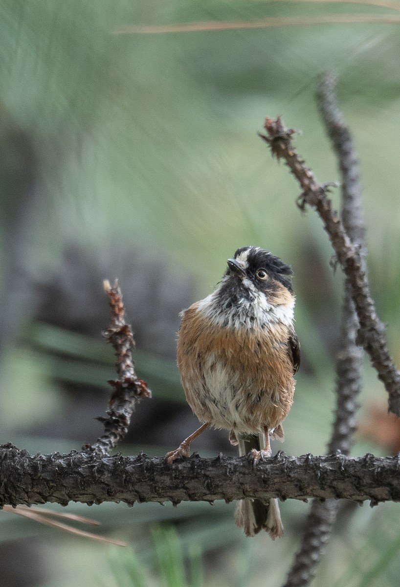 ruststjertmeis - ML644381433