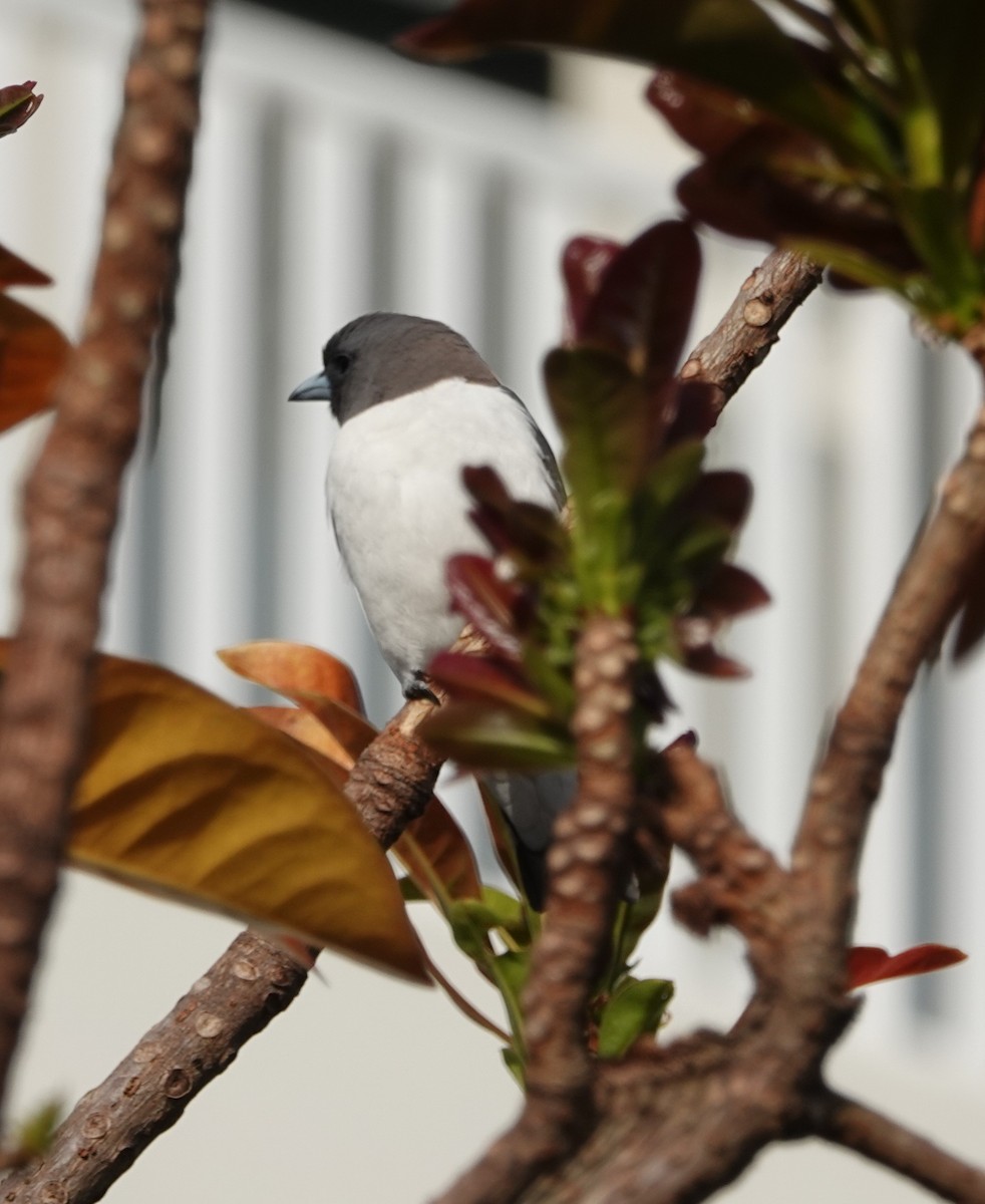 Weißbauch-Schwalbenstar - ML644381438