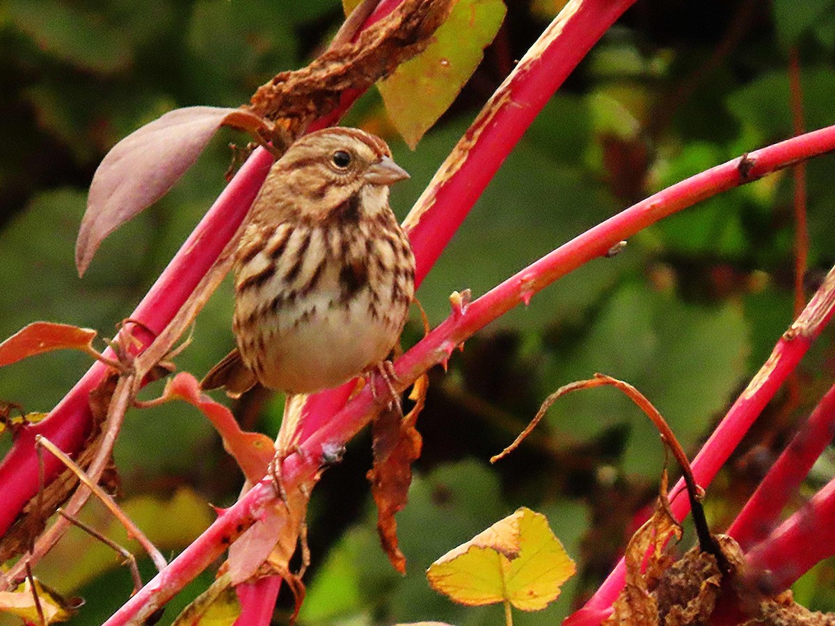 Song Sparrow - ML644381442