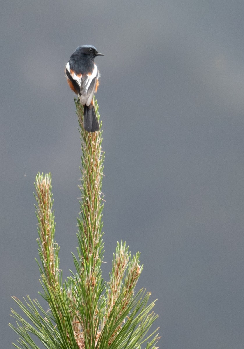 Ak Boğazlı Kızılkuyruk - ML644381448