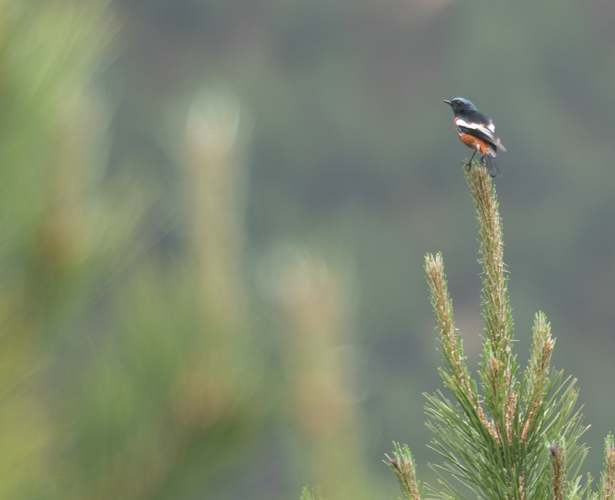 Ak Boğazlı Kızılkuyruk - ML644381449