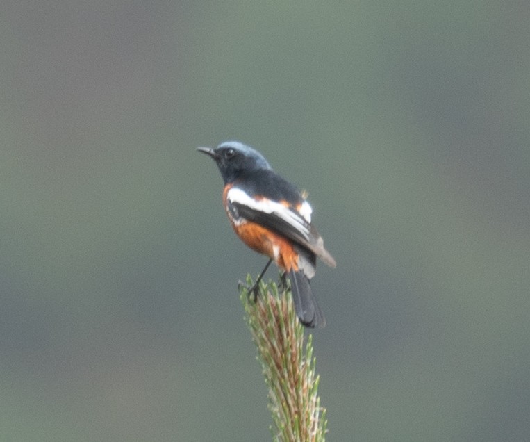 Ak Boğazlı Kızılkuyruk - ML644381450