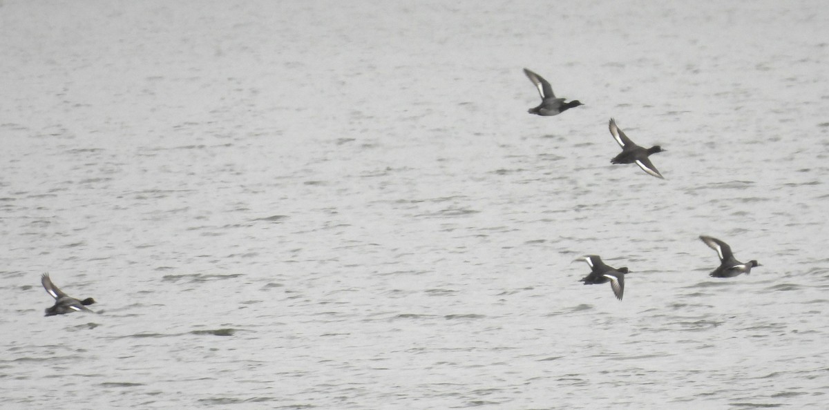 Greater Scaup - ML644381461