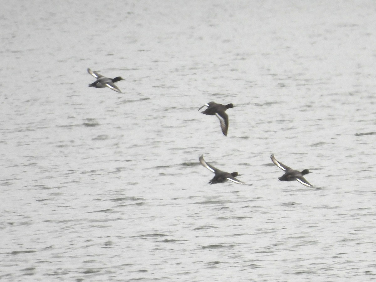 Greater Scaup - ML644381463