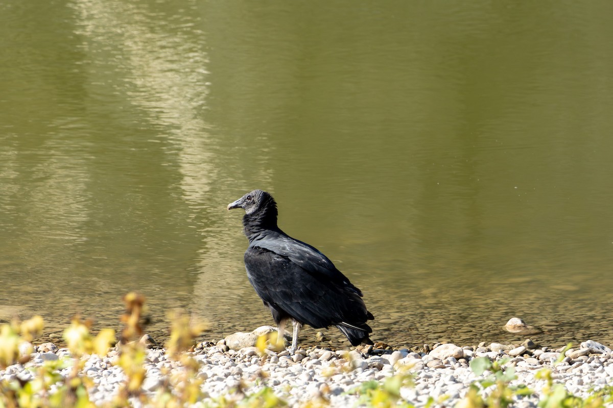 Black Vulture - ML644381490