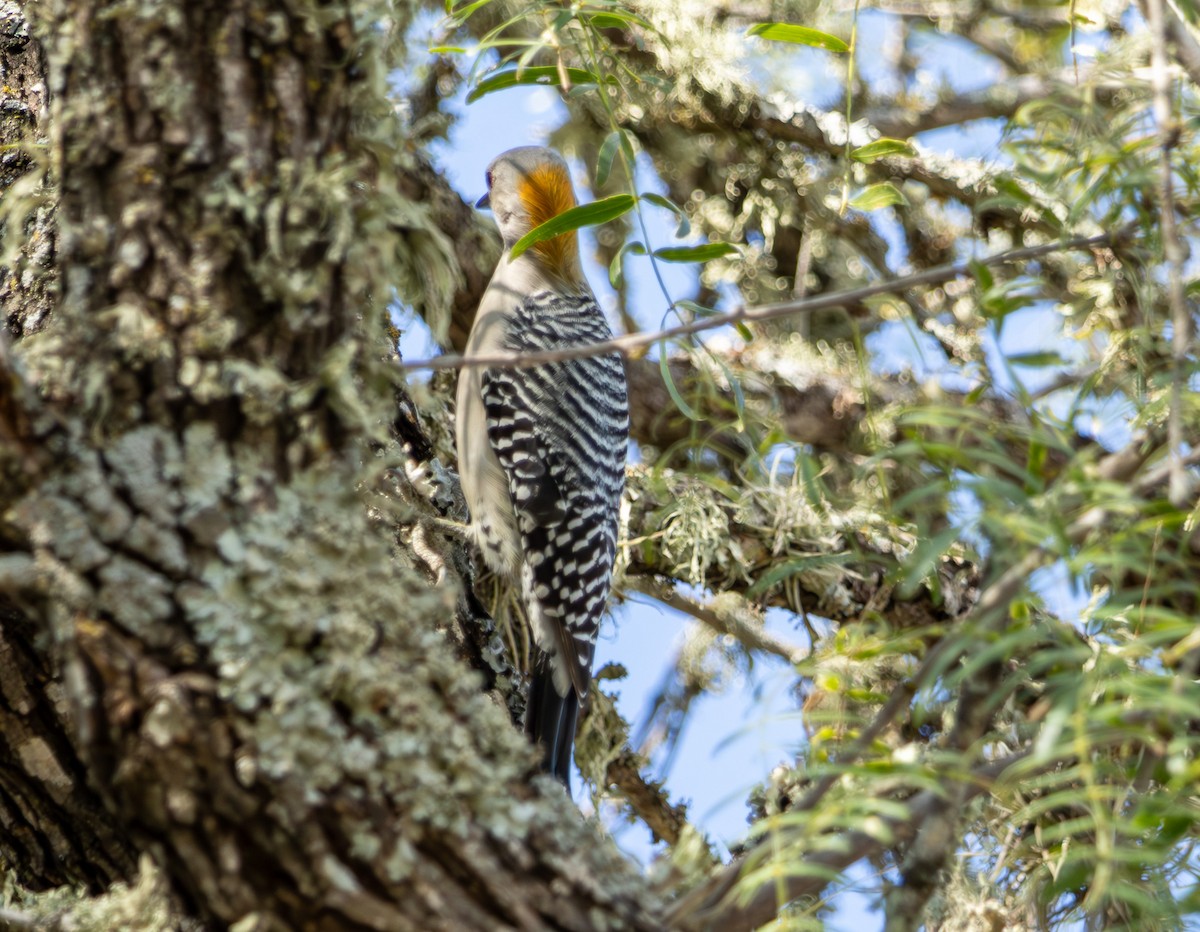 Golden-fronted Woodpecker - ML644381495