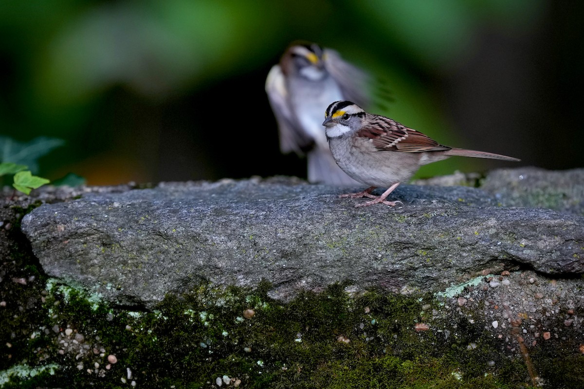 גיבתונית לבנת-גרון - ML644381496