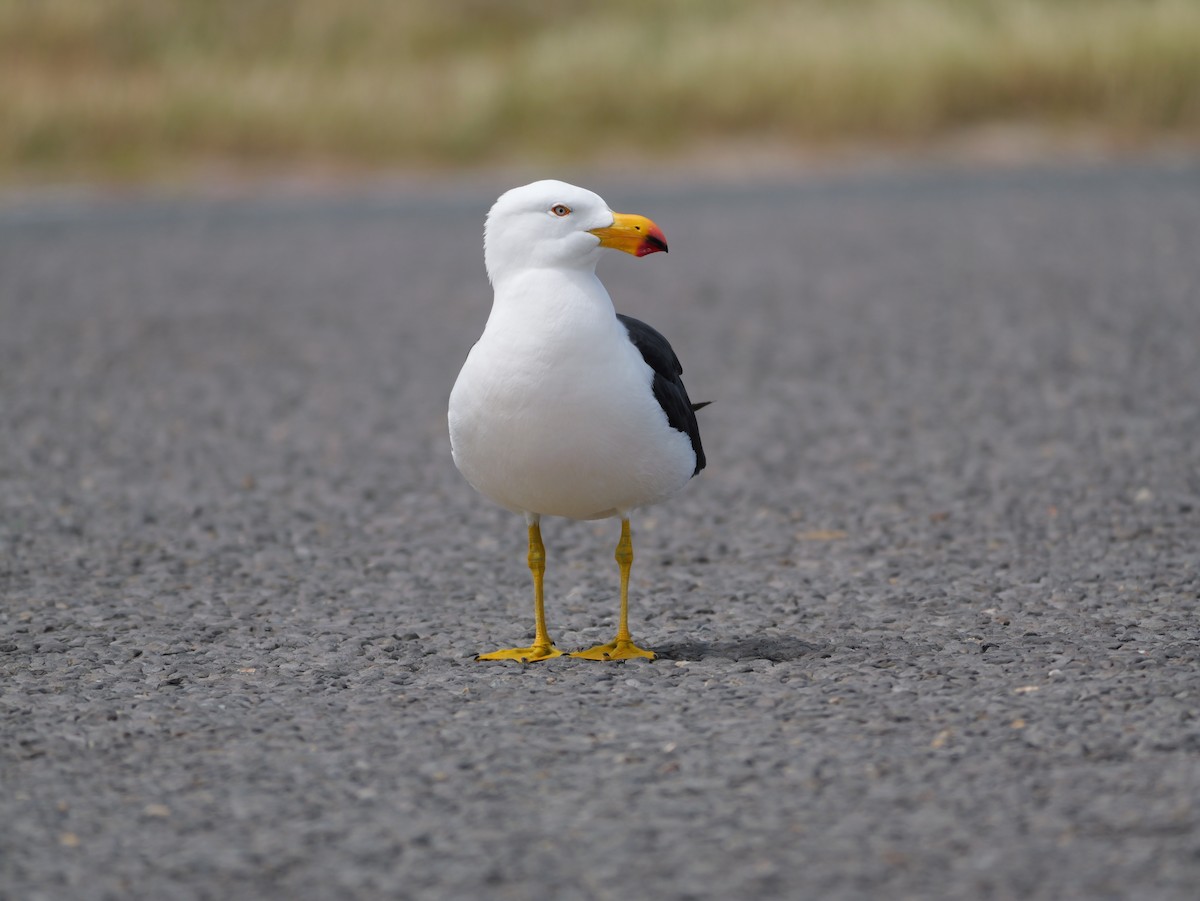 Pacific Gull - ML644381498