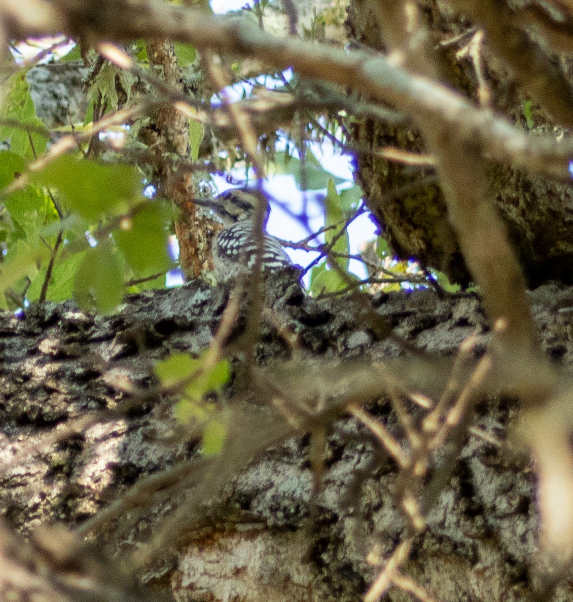 シマアカゲラ - ML644381499