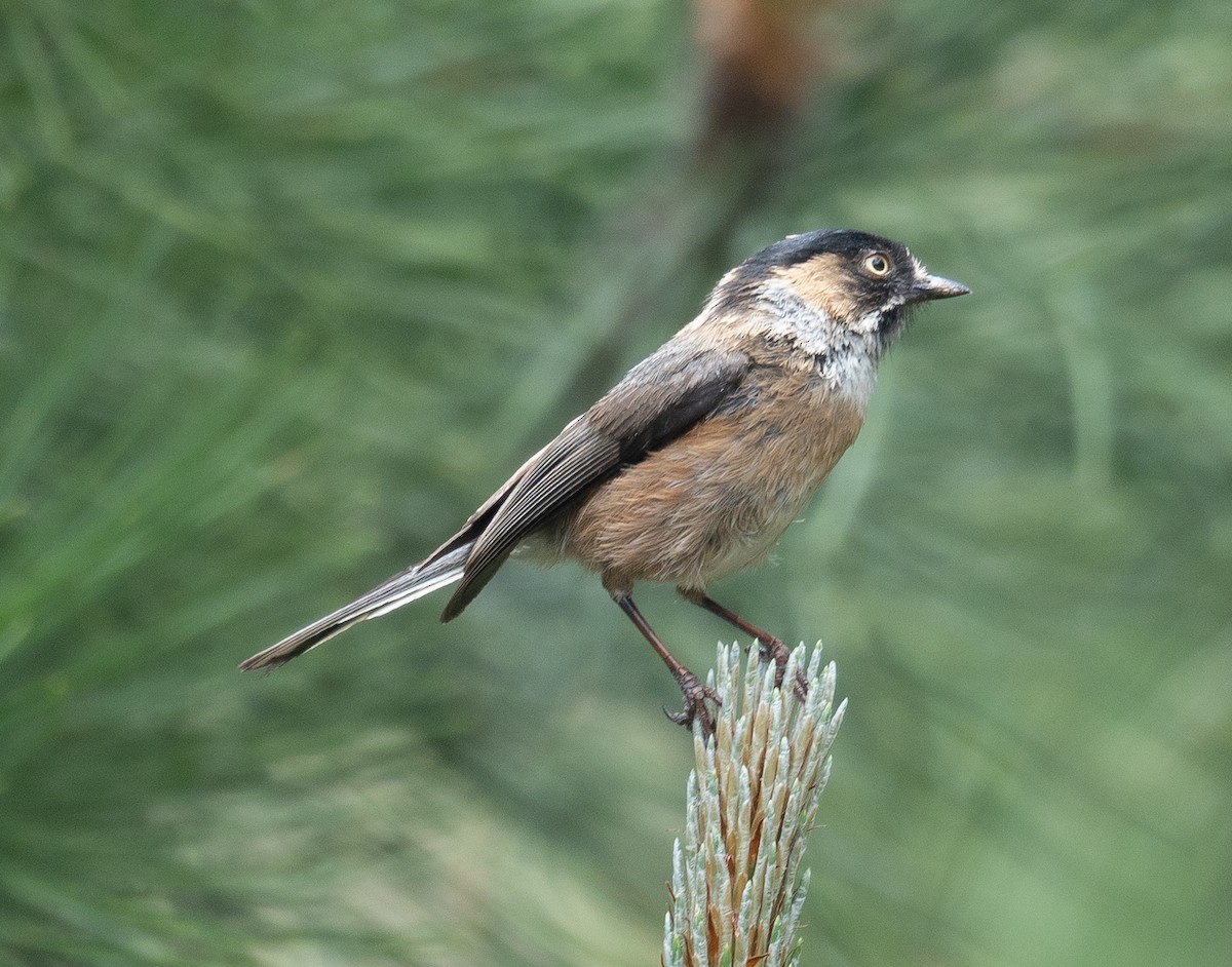 ruststjertmeis - ML644381501