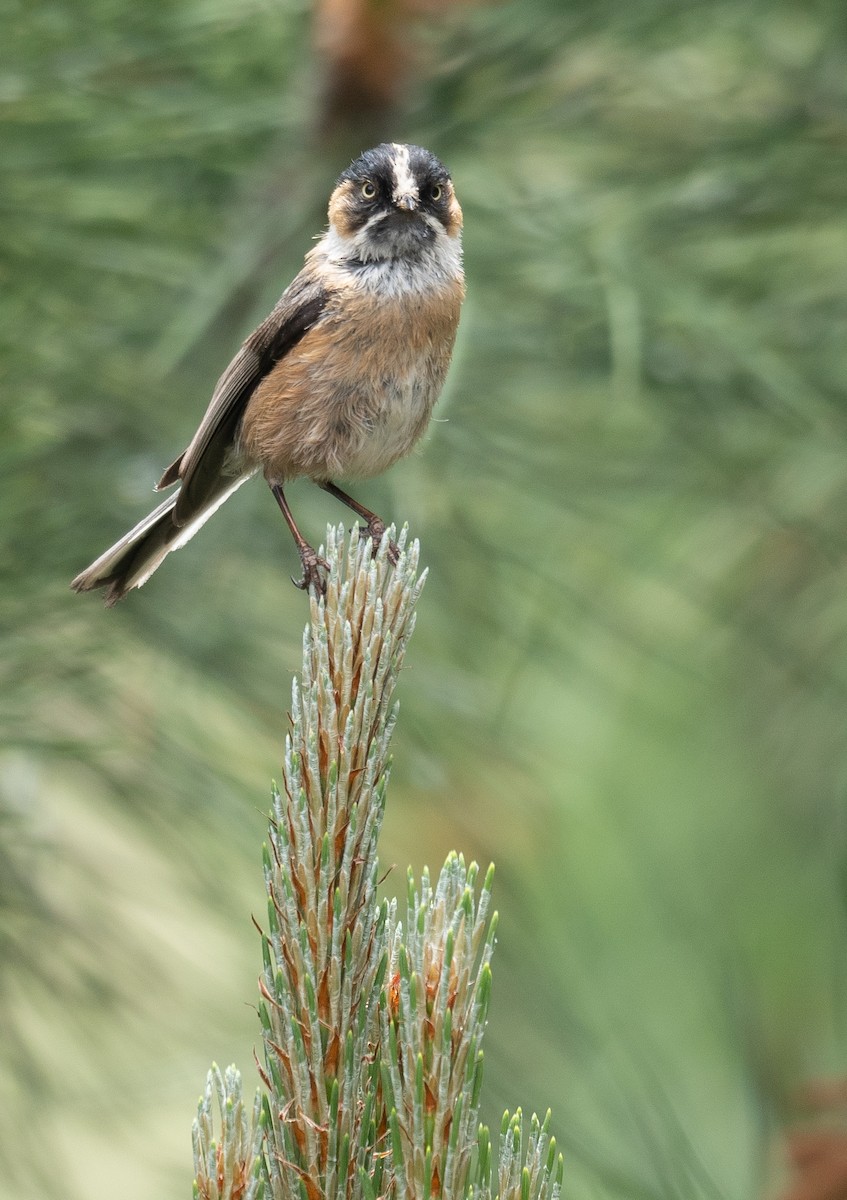 ruststjertmeis - ML644381502