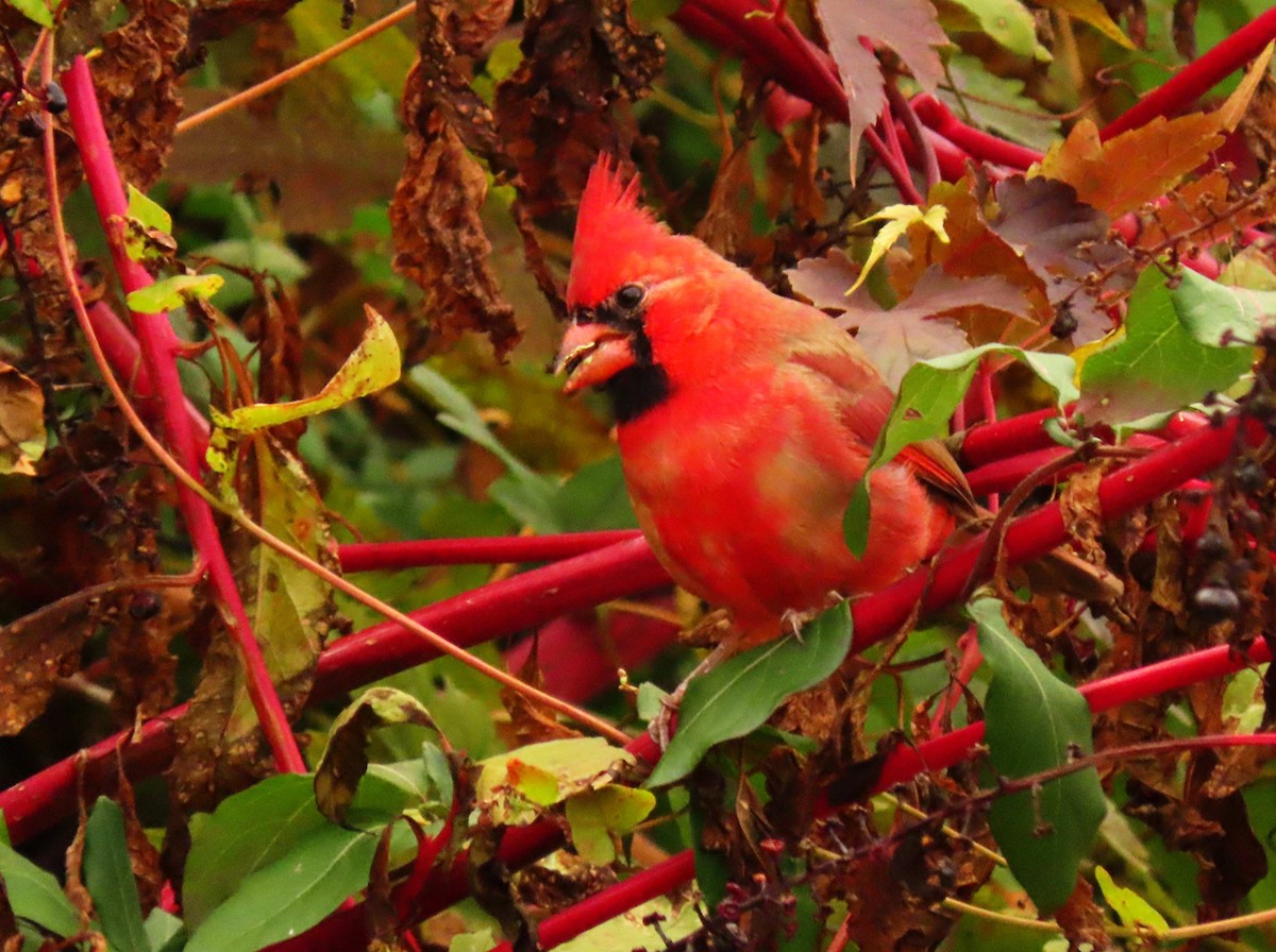 Northern Cardinal - ML644381505