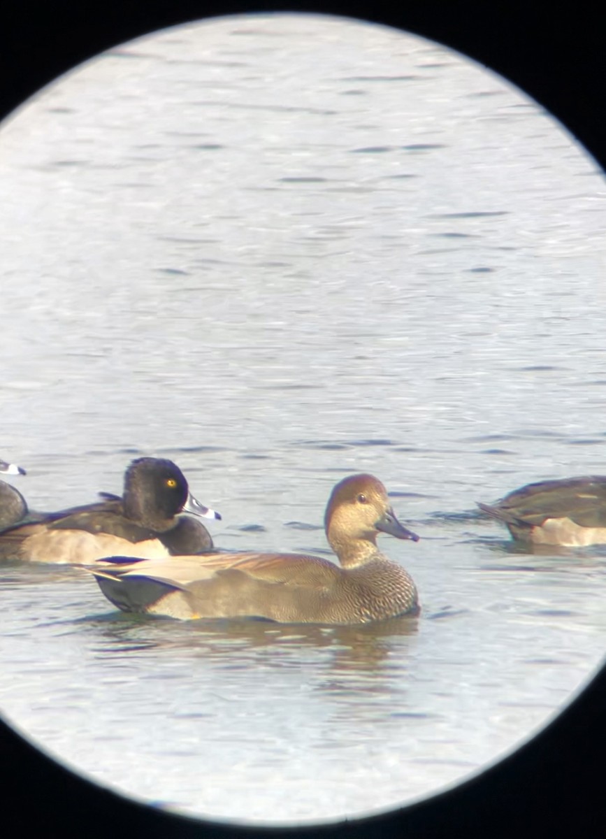 Gadwall - ML644381509