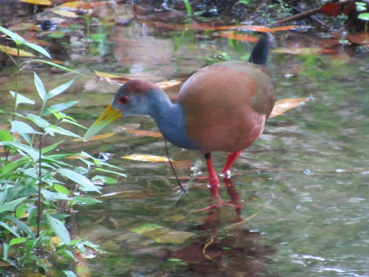 Russet-naped Wood-Rail - ML644381510