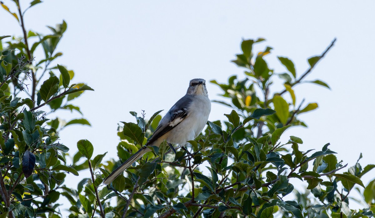 Northern Mockingbird - ML644381513