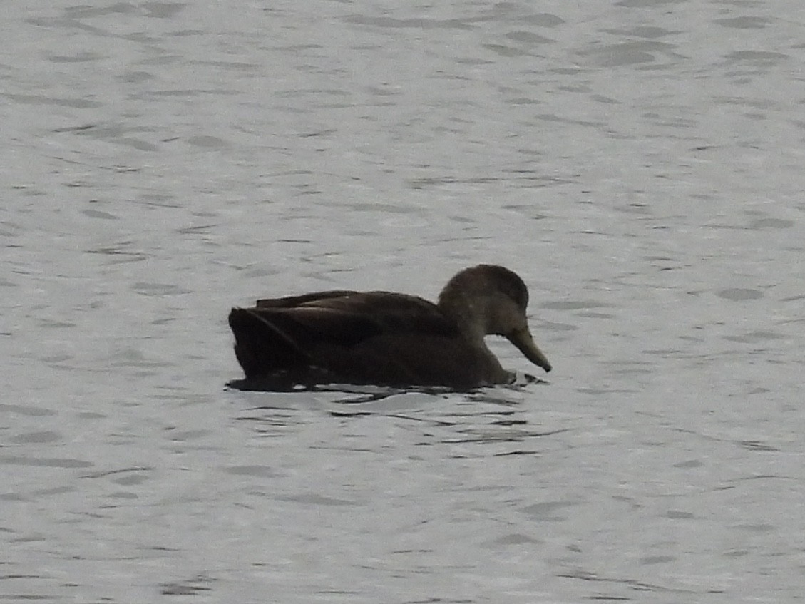 American Black Duck - ML644381527