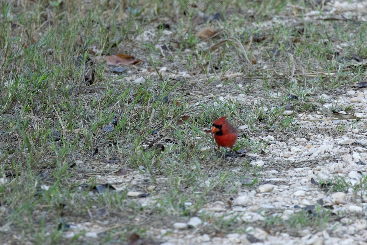Northern Cardinal - ML644381528