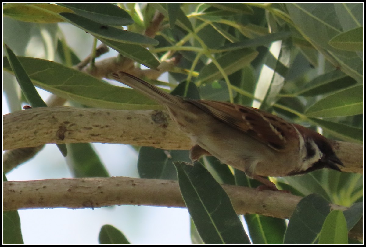 Gorrión Molinero - ML644381534