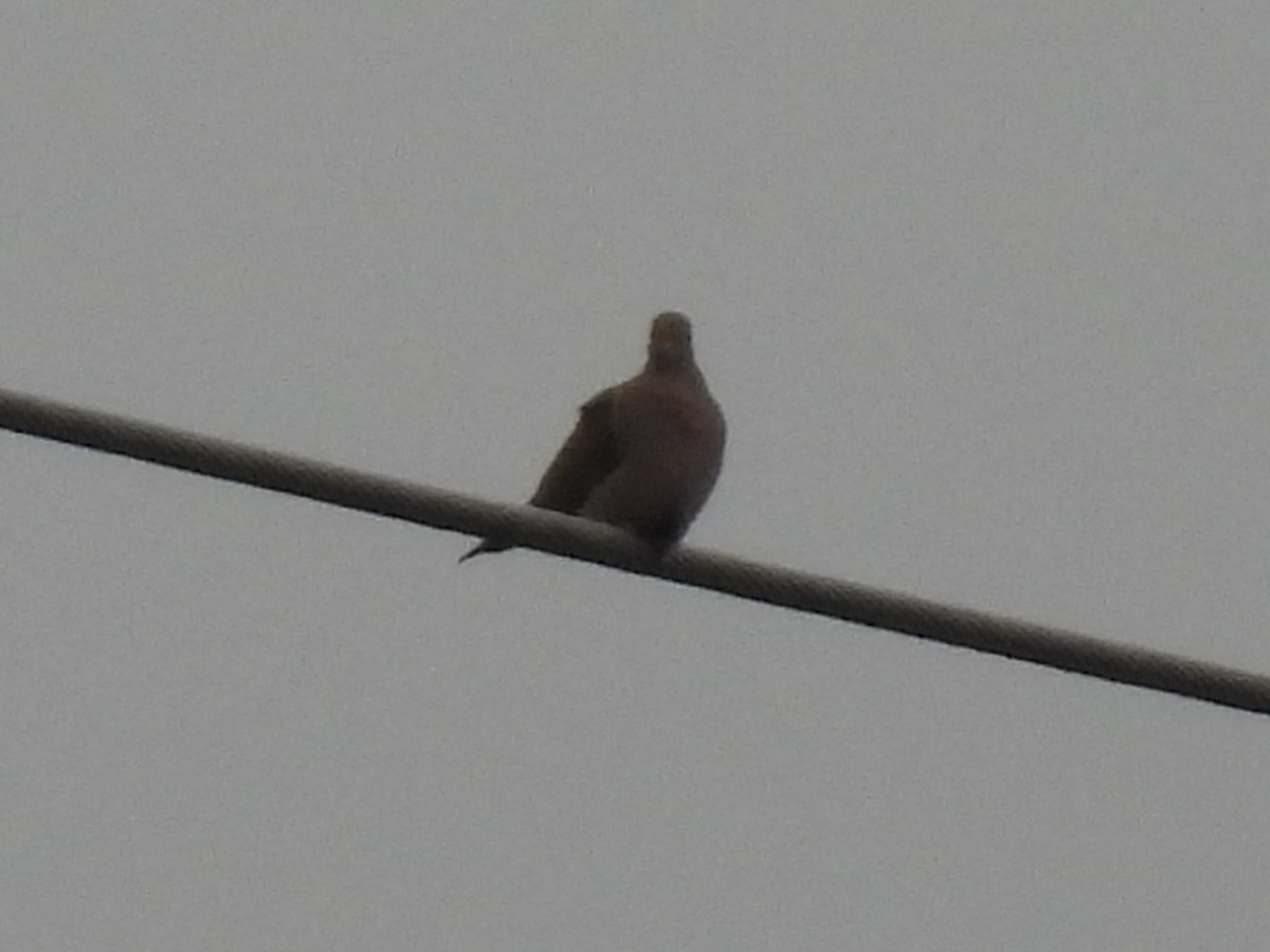 Zenaida Huilota - ML644381547