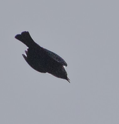 Rusty Blackbird - ML644381564