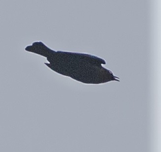 Rusty Blackbird - ML644381565