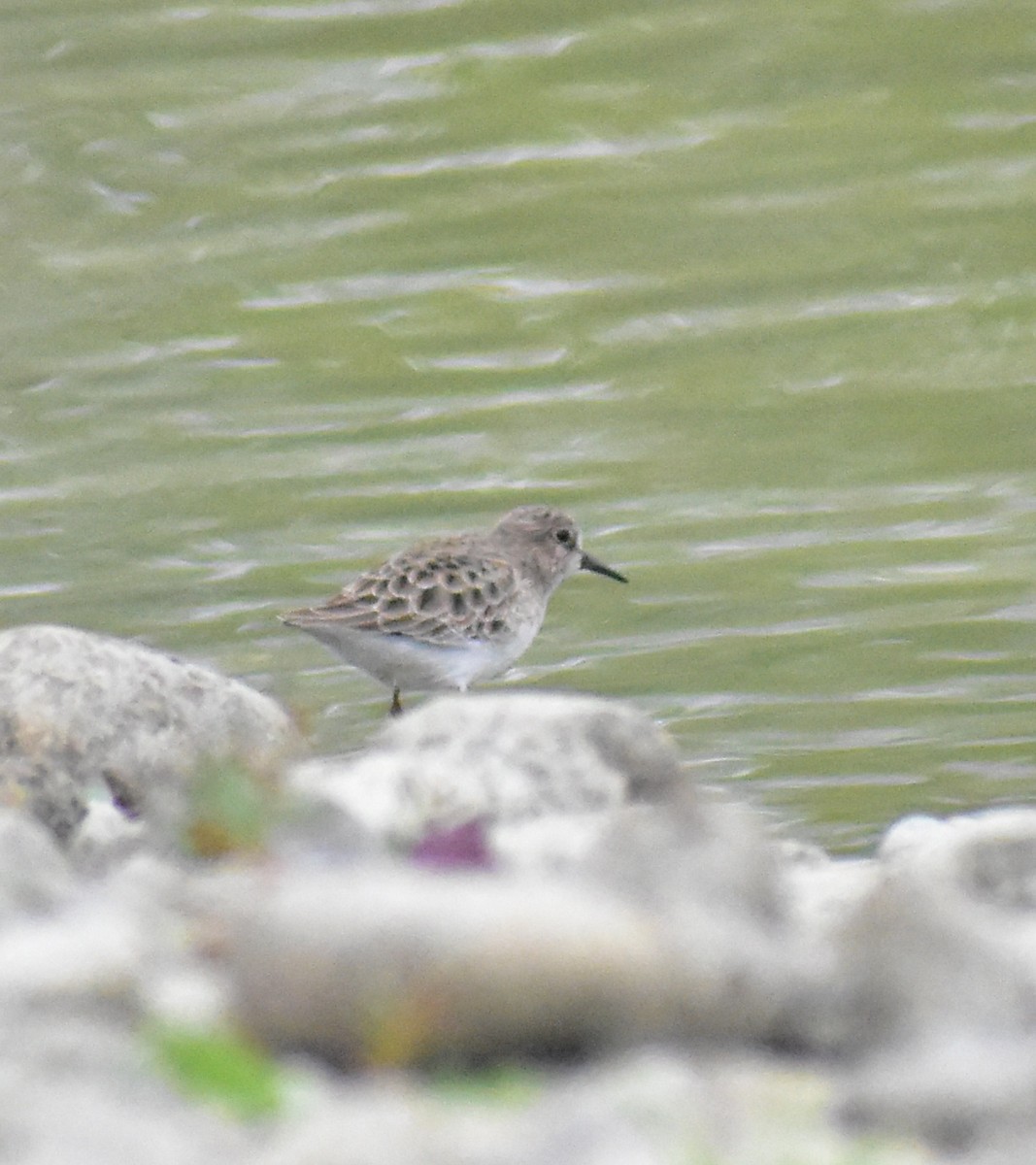Least Sandpiper - ML644381591