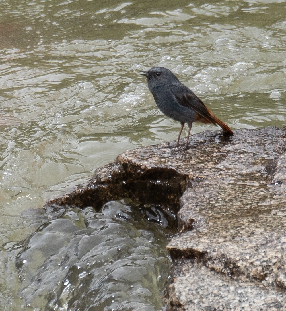 Kurşuni Kızılkuyruk - ML644381592