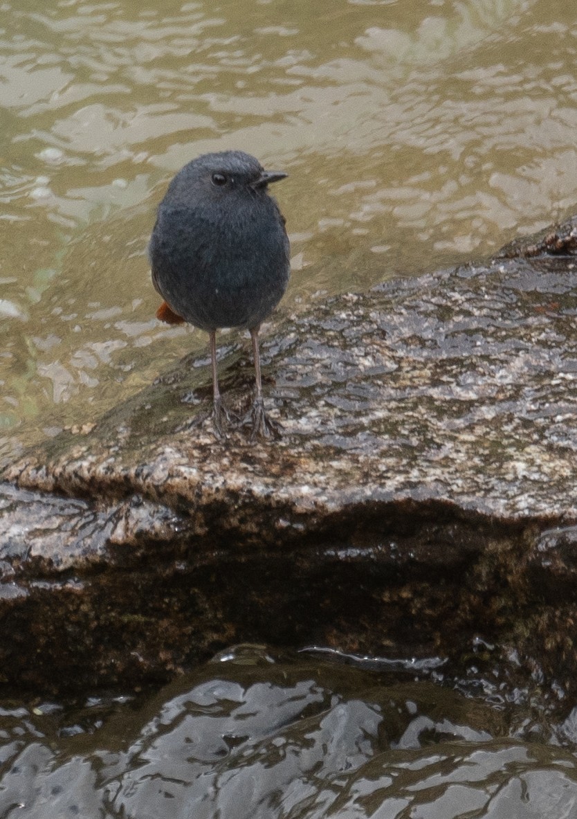 Kurşuni Kızılkuyruk - ML644381593