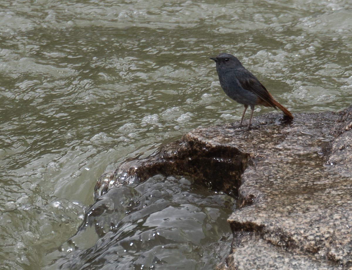 Kurşuni Kızılkuyruk - ML644381594