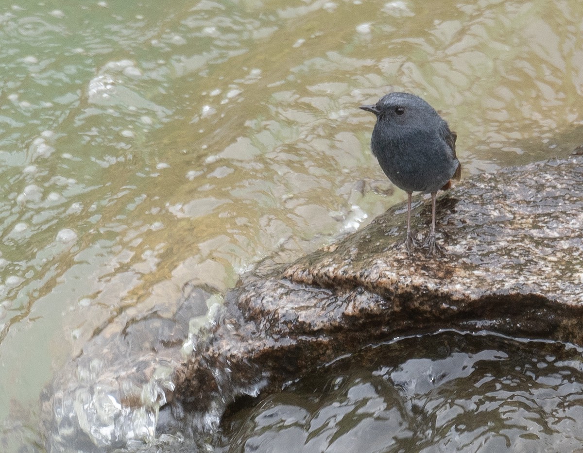 Kurşuni Kızılkuyruk - ML644381595