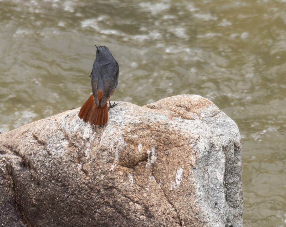 Kurşuni Kızılkuyruk - ML644381596