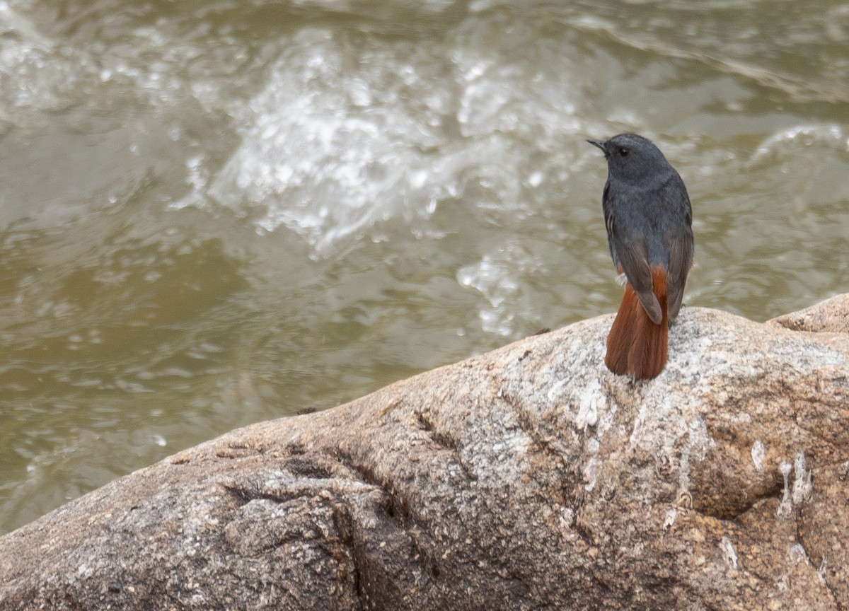 Kurşuni Kızılkuyruk - ML644381597