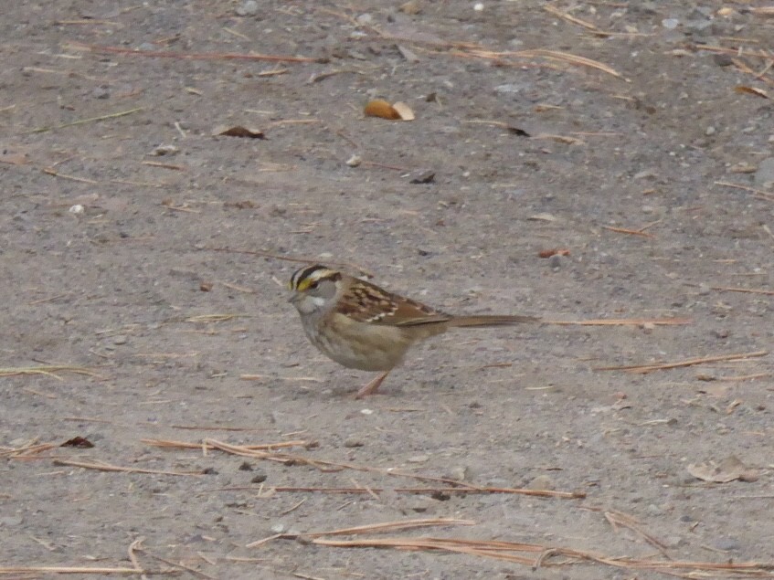 גיבתונית לבנת-גרון - ML644381605