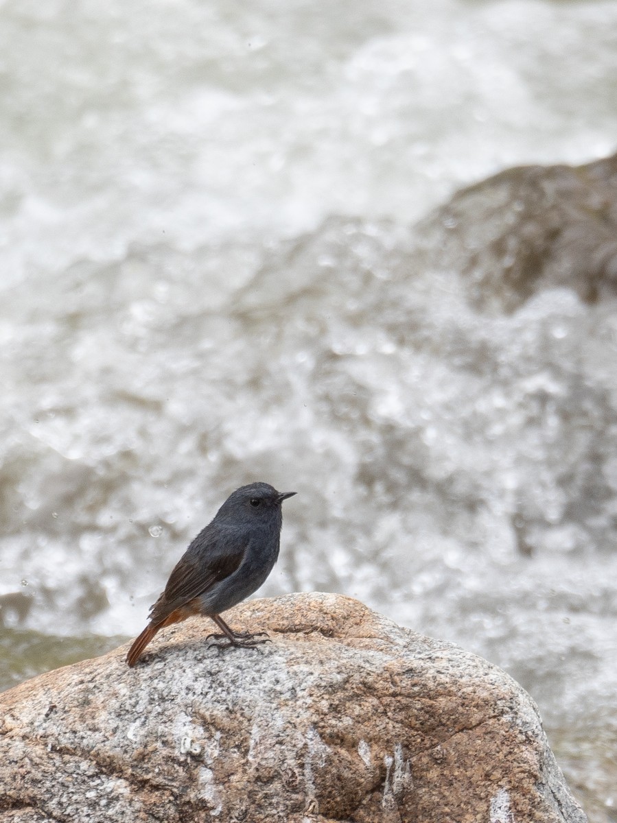 Kurşuni Kızılkuyruk - ML644381620