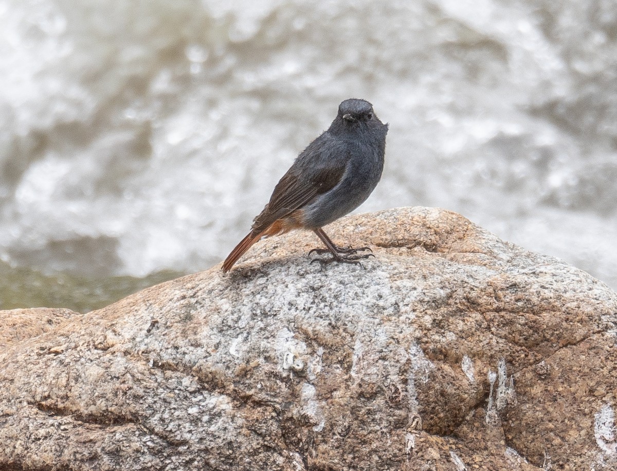 Kurşuni Kızılkuyruk - ML644381621