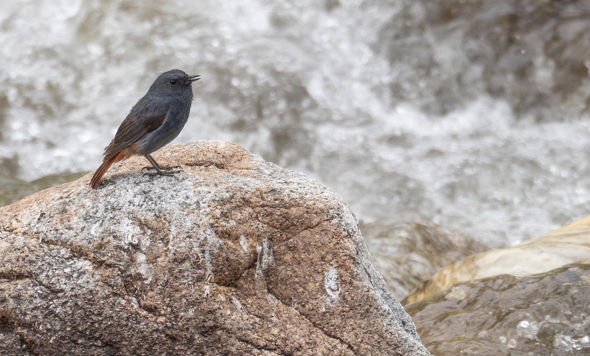 Kurşuni Kızılkuyruk - ML644381622