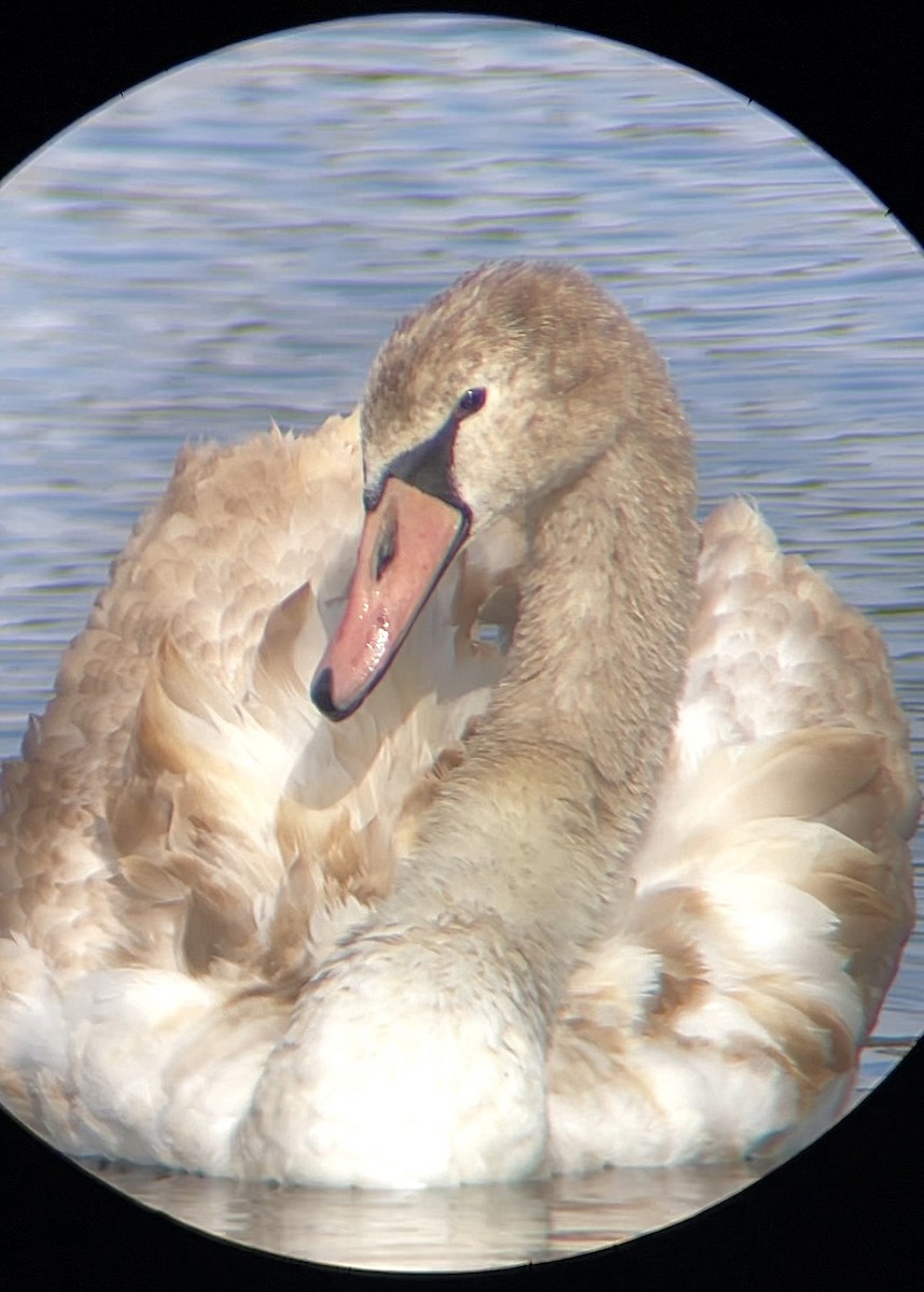 Mute Swan - ML644381632
