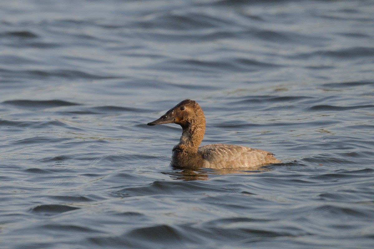 Canvasback - ML644381643