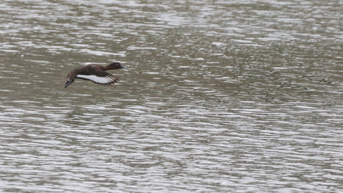 Hardhead - ML644381662