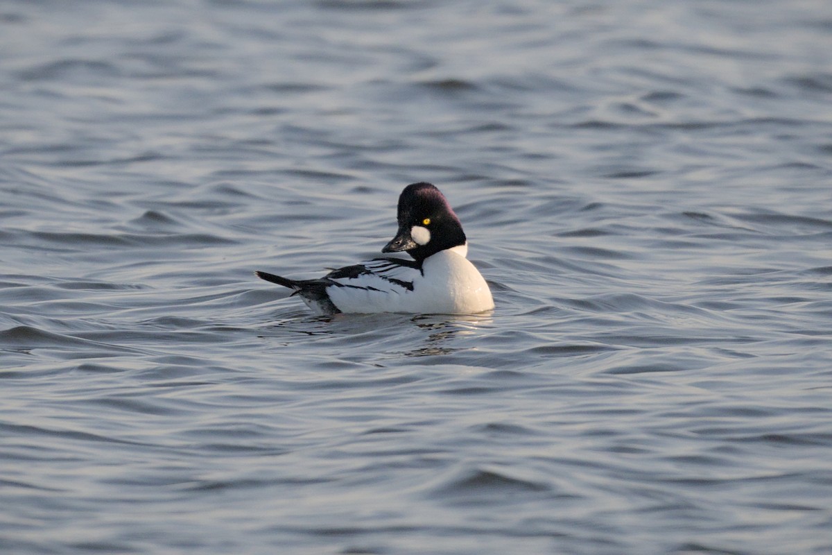 Гоголь - ML644381686